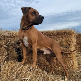 Rhodesian Ridgebacks from High Desert Ridgeback