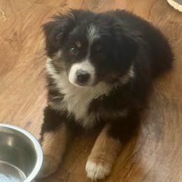 Ham - Black tri male Miniature Australian Shepherd puppy in Gatesville, Texas from Southern Promise Aussie’s