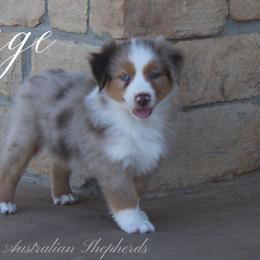 George - Red merle male Miniature Australian Shepherd puppy in Grandfield, Oklahoma from Hunt Farms Australian Shepherds
