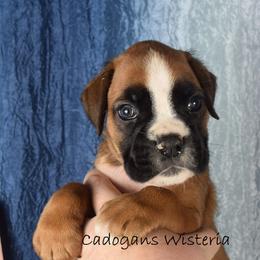 Reserved - Cadogans Wisteria - Fawn female Boxer puppy in Clinton, Iowa from Cadogans Boxers