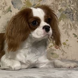 Cavalier King Charles Spaniels from Narrows Creek Cavaliers