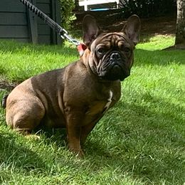 Gunner - French Bulldog