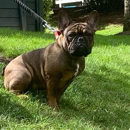 Gunner - French Bulldog