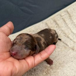 Apollo - Dapple male Dachshund puppy in Los Angeles, California from Dachshunds of the Desert