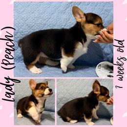 Lady (Peach) - Black and tan female Pembroke Welsh Corgi puppy in Dickinson, Texas from Careaga Farms