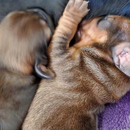 Waffles 🧇(Sadie lucy) - Dachshund puppy in Tucson, Arizona from Luna May's daschunds
