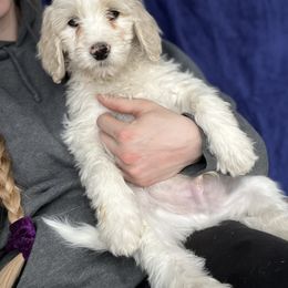 David - Goldendoodle puppy in Lancaster, Minnesota from North Star Dog Training