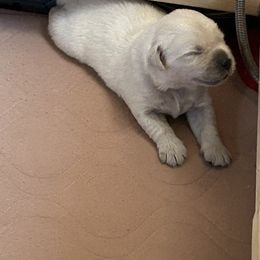 Golden Retriever Puppies from Hagan's Golden Retrievers