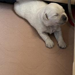Golden Retriever Puppies from Hagan's Golden Retrievers