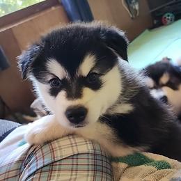 Girl 2 'Onyx' lime green collar - Gray and white female Alaskan Malamute puppy in Grayson County, Virginia from River Bend Malamutes