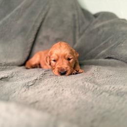 Tango - Green collar - Dark golden female Golden Retriever puppy in Eustis, Florida from Earley Goldens