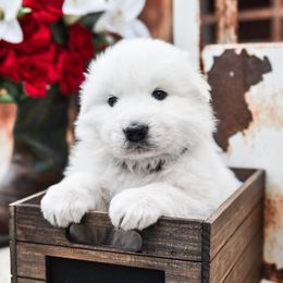 Border Collie, Bordoodle, and Maremma Sheepdog Puppies from 2J 2K Border Collies