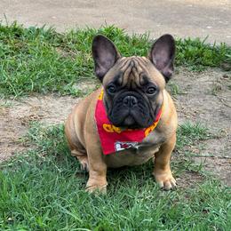 Murphy - Fawn male French Bulldog puppy in Girard, Kansas from Frenchie Kingdom
