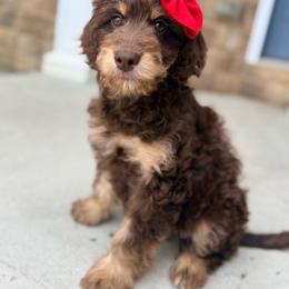 Arista - Phantom female Goldendoodle puppy in Marion, Ohio from Doodles & Doxies