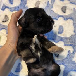 Bill - Black and silver male Miniature Schnauzer puppy in Hedgesville, West Virginia from Clay Hill Kennels