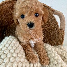 Crispy - Apricot female Poodle puppy in Concord, California from Golden State Good Dogs