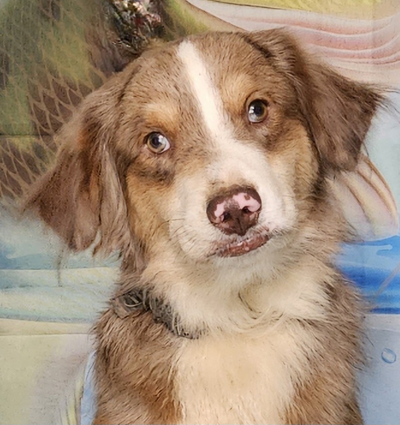 "Happy" RMM 2 - Red merle Miniature Australian Shepherd puppy in Smiths Station, Alabama from Double T Mini Aussies