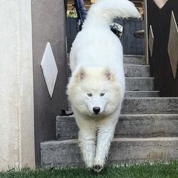 Winter - Siberian Husky