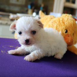 Chloe - Cream female Havanese puppy in Hamptonville, North Carolina from Alabama Havanese Kennel