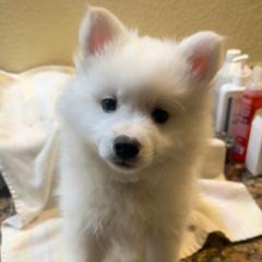 Kibo - White male American Eskimo Dog puppy in Hesperia, California from Bella's American Eskimos