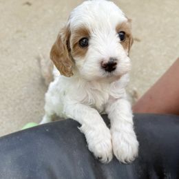 Cami - Blenheim female Cavapoo puppy in Wamego, Kansas from Doodles of Oz