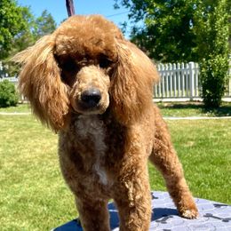 lottie - Poodle