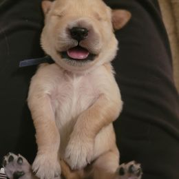 Golden Retriever Puppies from Middlecreek Goldens