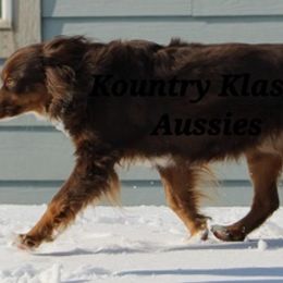 Australian Shepherd All Grown Up from Kountry Klassic Aussies