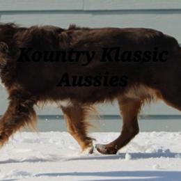 Australian Shepherd All Grown Up from Kountry Klassic Aussies