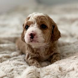 Cinnamon - Buff and white male Cockapoo puppy in Morehead, Kentucky from Critter Springs Farm