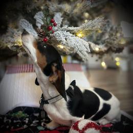 Dot - Dachshund