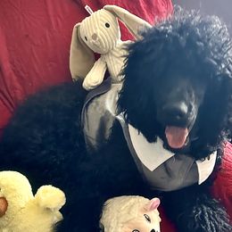 Garcia - Black Poodle puppy in Lebanon, Ohio from Lucky's Legacy