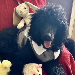 Garcia - Black Poodle puppy in Lebanon, Ohio from Lucky's Legacy