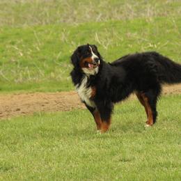Bernese Mountain Dog Puppies from Bernese Beauties