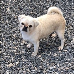 Junie B - Pug