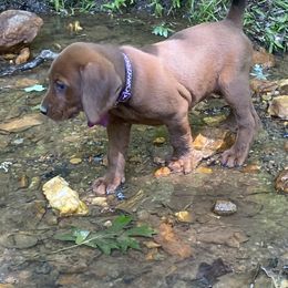 Redbone Coonhound Puppies from Shannon Family Redbone Coonhounds