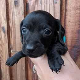 Girl 2 - Black female Dachshund puppy in Chehalis, Washington from Hill Top Dachshunds