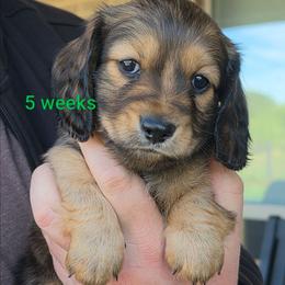 Johnny - Chocolate and tan male Dachshund puppy in Kempner, Texas from Russell Farms Dachshund