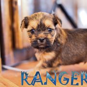 Shih Tzu and Shorkie Puppies from Nana's Happy Pups
