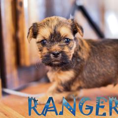 Shih Tzu and Shorkie Puppies from Nana's Happy Pups