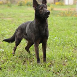 Thing - German Shepherd