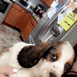 English Springer Spaniel Puppies from Savannah River Springers