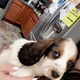 English Springer Spaniel Puppies from Savannah River Springers