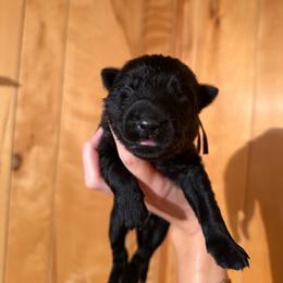 Griffin - Black male German Shepherd puppy in Statesville, North Carolina from Von Haus Morgensturm