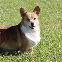 Lexie - Pembroke Welsh Corgi