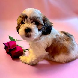 Shihpoo and Shih Tzu Puppies from Lilli’s Shih tzus and Shih poos