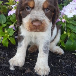 Haynes - Tri-Roan male English Springer Spaniel puppy in Baltic, Ohio from Willow Brook Spaniels