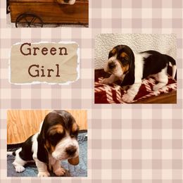 Miss Green - Black brown and white female Basset Hound puppy in Lagrange, Georgia from Tall Oak Bassets