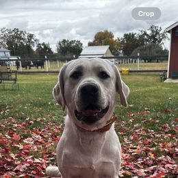 Buckley - Labrador Retriever