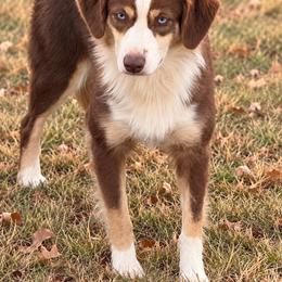Cerise - Miniature Australian Shepherd